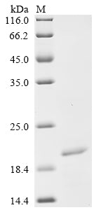 Greater than 85% as determined by SDS-PAGE.