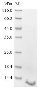 Greater than 90% as determined by SDS-PAGE.