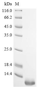 Greater than 90% as determined by SDS-PAGE.