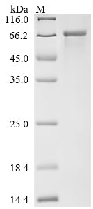 Greater than 90% as determined by SDS-PAGE.