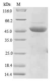 Greater than 85% as determined by SDS-PAGE.