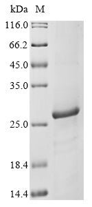 Greater than 85% as determined by SDS-PAGE.