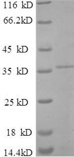 Greater than 90% as determined by SDS-PAGE.