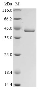 Greater than 90% as determined by SDS-PAGE.