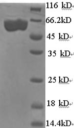 Greater than 90% as determined by SDS-PAGE.