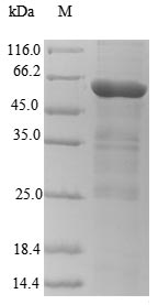 Greater than 90% as determined by SDS-PAGE.