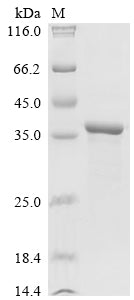 Greater than 90% as determined by SDS-PAGE.