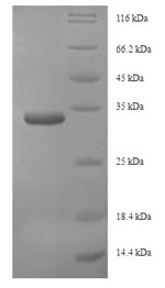 Greater than 90% as determined by SDS-PAGE.