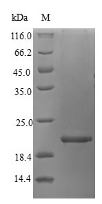 Greater than 90% as determined by SDS-PAGE.