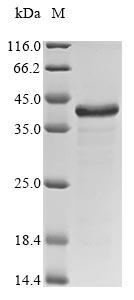 Greater than 85% as determined by SDS-PAGE.