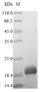 Greater than 85% as determined by SDS-PAGE.