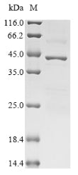 Greater than 85% as determined by SDS-PAGE.