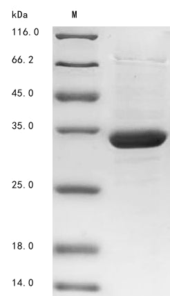 Greater than 85% as determined by SDS-PAGE.