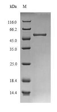 Greater than 85% as determined by SDS-PAGE.