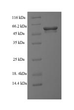 Greater than 90% as determined by SDS-PAGE.