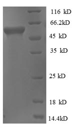 Greater than 90% as determined by SDS-PAGE.