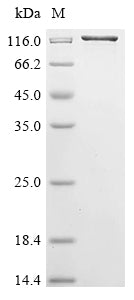 Greater than 85% as determined by SDS-PAGE.