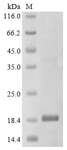 Greater than 90% as determined by SDS-PAGE.