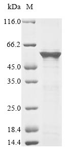 Greater than 85% as determined by SDS-PAGE.