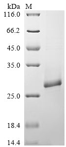 Greater than 85% as determined by SDS-PAGE.