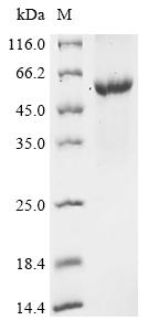 Greater than 90% as determined by SDS-PAGE.