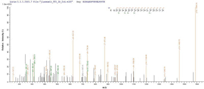 Based on the SEQUEST from database of E.coli host and target protein, the LC-MS/MS Analysis result of this product could indicate that this peptide derived from E.coli-expressed Rabies virus (strain CVS-11) (RABV) G.