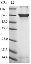 Greater than 90% as determined by SDS-PAGE.