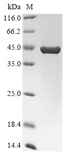 Greater than 85% as determined by SDS-PAGE.