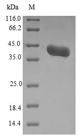 Greater than 90% as determined by SDS-PAGE.