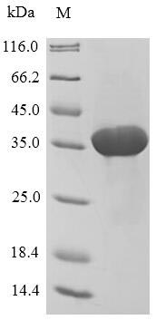 Greater than 90% as determined by SDS-PAGE.