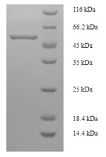 Greater than 90% as determined by SDS-PAGE.