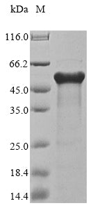 Greater than 85% as determined by SDS-PAGE.