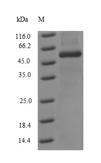 Greater than 90% as determined by SDS-PAGE.