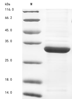 Greater than 85% as determined by SDS-PAGE.