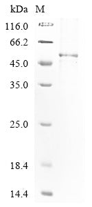 Greater than 85% as determined by SDS-PAGE.