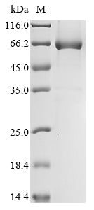 Greater than 85% as determined by SDS-PAGE.