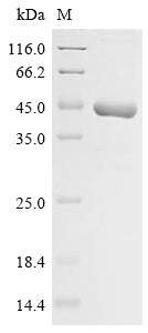 Greater than 85% as determined by SDS-PAGE.