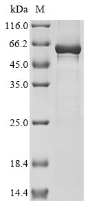 Greater than 85% as determined by SDS-PAGE.