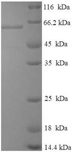 Greater than 90% as determined by SDS-PAGE.