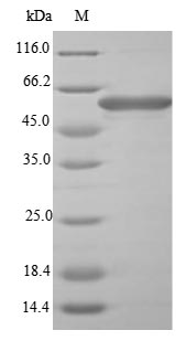 Greater than 85% as determined by SDS-PAGE.