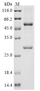 Greater than 85% as determined by SDS-PAGE.