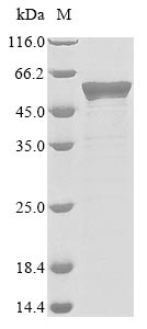 Greater than 85% as determined by SDS-PAGE.