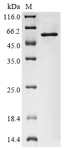 Greater than 90% as determined by SDS-PAGE.