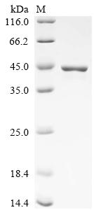 Greater than 90% as determined by SDS-PAGE.