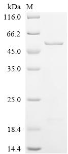 Greater than 85% as determined by SDS-PAGE.