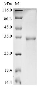 Greater than 90% as determined by SDS-PAGE.