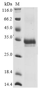 Greater than 85% as determined by SDS-PAGE.