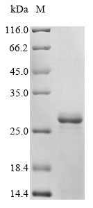 Greater than 85% as determined by SDS-PAGE.