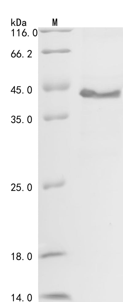 Greater than 90% as determined by SDS-PAGE.