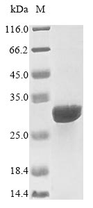 Greater than 85% as determined by SDS-PAGE.